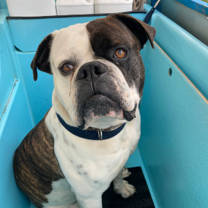 Aussie Pooch Mobile Dog Wash Bundaberg East and Coast