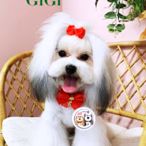 Cute as a button Dog Grooming and Pet Grooming Training