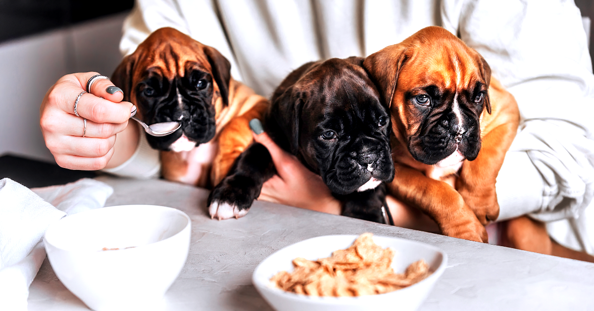 how to Stop Dog From Eating Cat Food