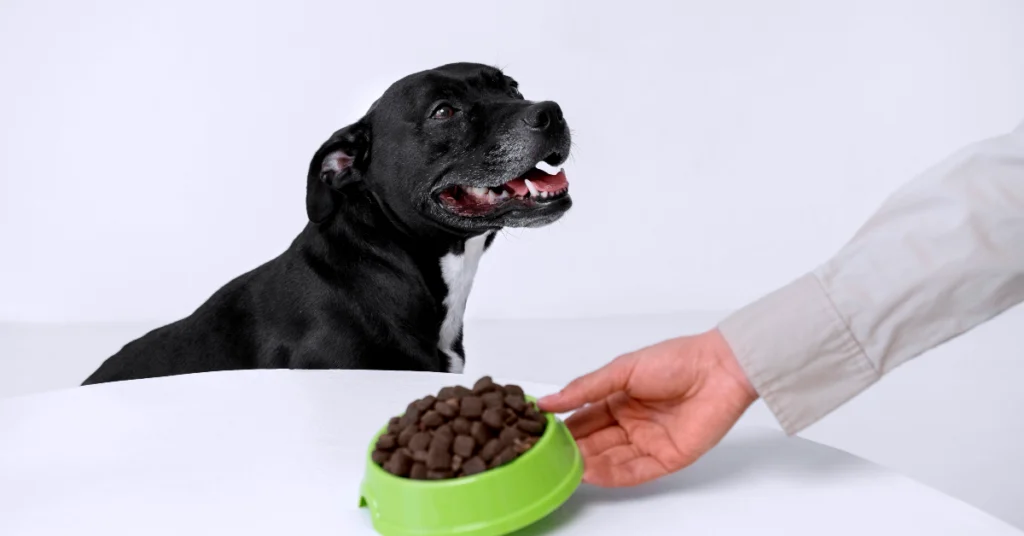 How to Teach a Dog Not to Eat Cat Food