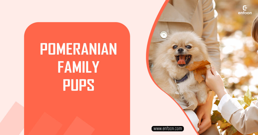 Pomeranian Family Pups