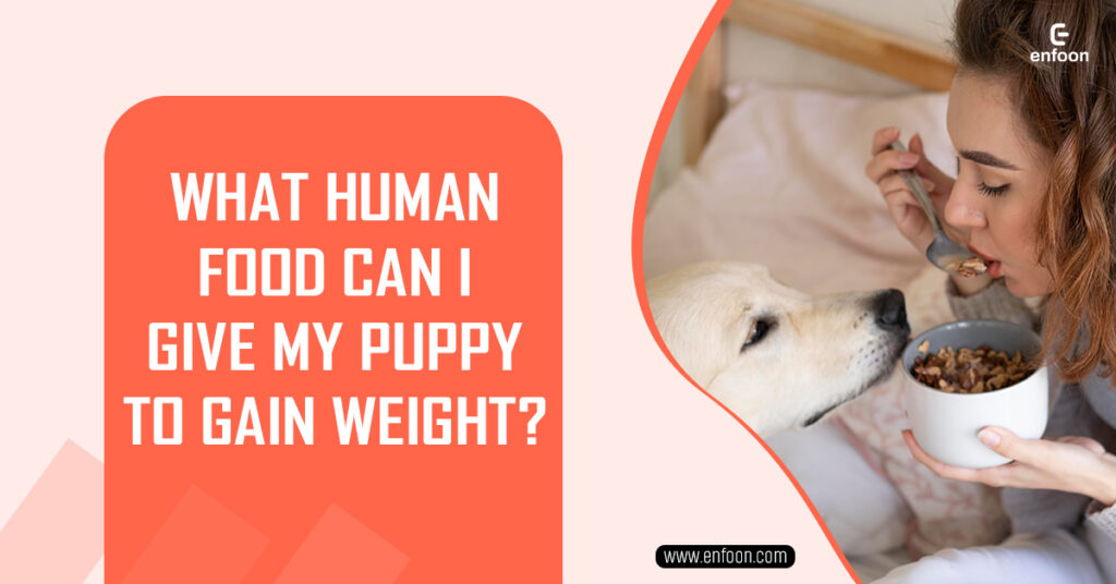 What Human Food Can I Give My Puppy to Gain Weight