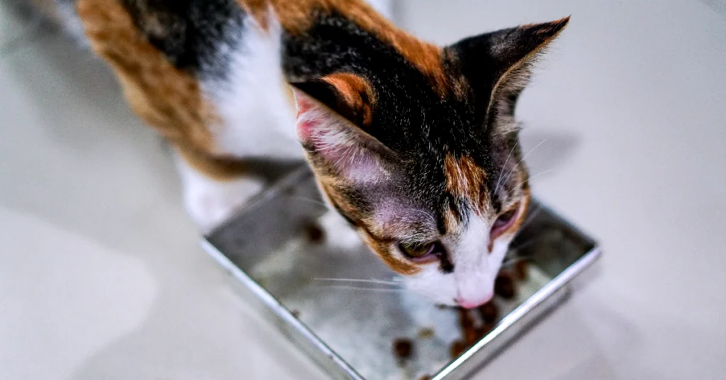 Can Too Much Wet Food Cause Diarrhea In Cats