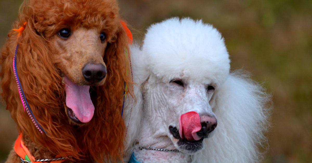 How Smart Are Poodles Compared to Other Dogs